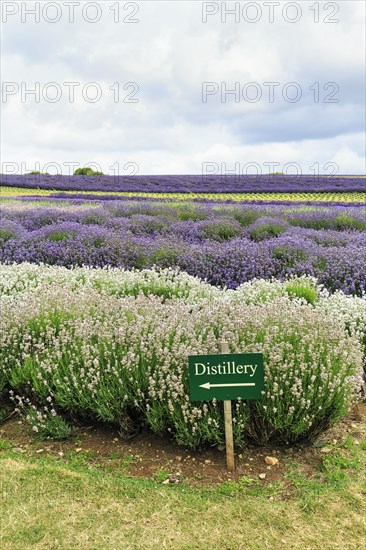 Sign with inscription distillery, lavender (Lavandula), blue and white, lavender field on a farm, Cotswolds Lavender, Snowshill, Broadway, Gloucestershire, England, Great Britain
