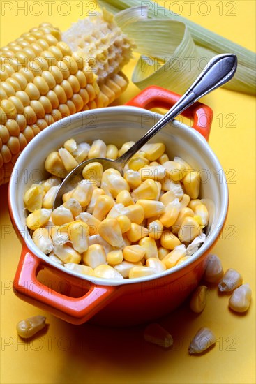 Fresh maize kernels in pots and cobs, corn (Zea mays)