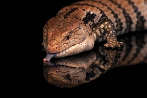 Indonesian blue-tongued skink (Tiliqua gigas), adult, portrait, on tree, captive, tongues, Indonesia, Asia