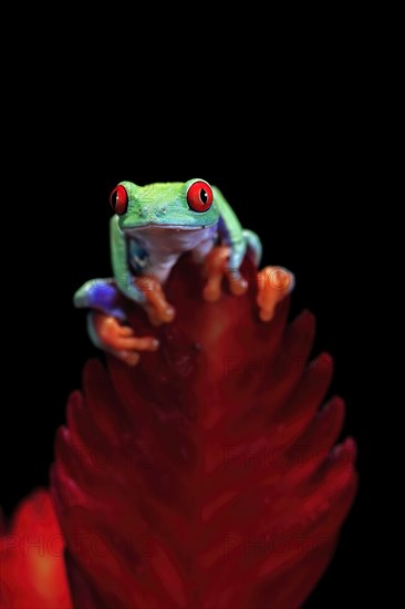 Red-eyed tree frog (Agalychnis callidryas), adult, on bromeliad, captive, Central America