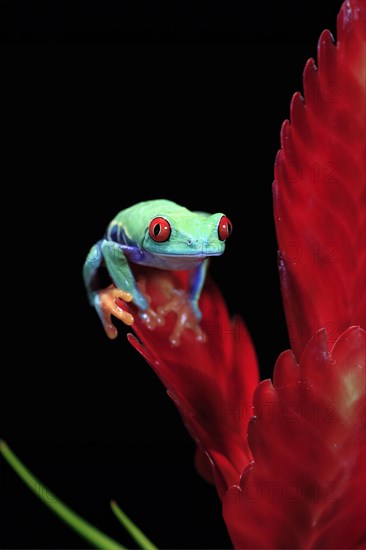 Red-eyed tree frog (Agalychnis callidryas), adult, on bromeliad, captive, Central America