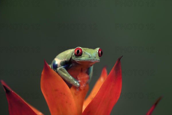 Red-eyed tree frog (Agalychnis callidryas), adult, on bromeliad, captive, Central America