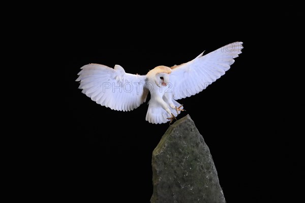 Barn owl, (Tyto alba), adult, flying, landing, on rocks, at night, Lowick, Northumberland, England, Great Britain