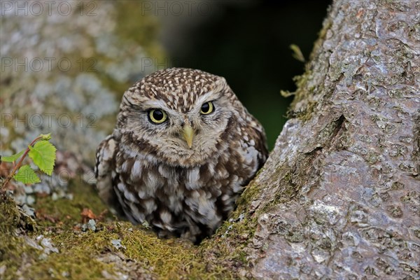 Little owl (Athene noctua), (Tyto alba), adult, on tree trunk, alert, portrait, Lowick, Northumberland, England, Great Britain