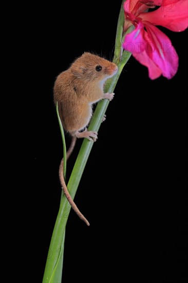 Eurasian harvest mouse (Micromys minutus), adult, on plant stem, flowering, foraging, at night, Scotland, Great Britain