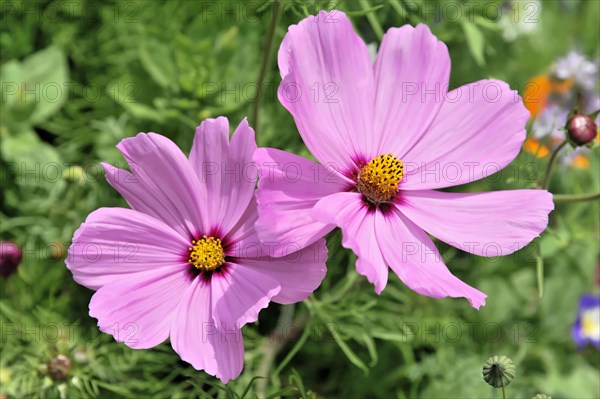 A pair of pink flowers (Cosmea bipinnata), Cosmea, with striking yellow centres against a green background, Stuttgart, Baden-Wuerttemberg, Germany, Europe