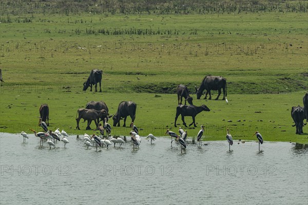 Birds and Buffalos on the Vadatalav lake, Unesco site Champaner-Pavagadh Archaeological Park, Gujarat, India, Asia