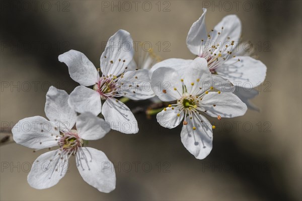 Myrobolane (Prunus cerasifera), blossom, Speyer, Rhineland-Palatinate, Germany, Europe