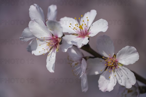Almond blossom (Prunus dulcis), Gimmeldingen, Rhineland-Palatinate- Germany
