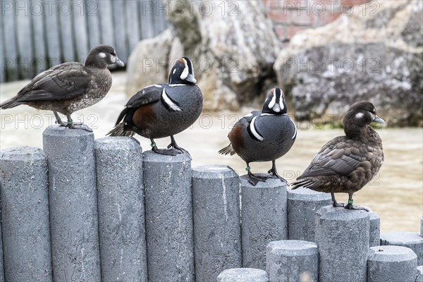 Ruffed ducks (Histrionicus histrionicus), Heidelberg Zoo, Baden-Wuerttemberg, Germany, Europe