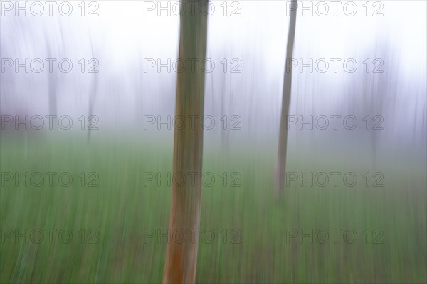 Blurred trees and green grass in the mist create a sense of movement and mysticism, Germany, Europe