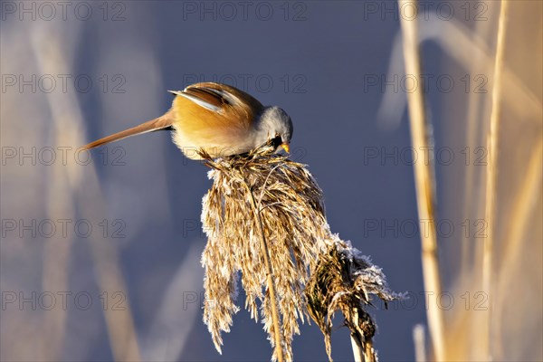 Close-up of a bird preening itself on a reed, Bearded tit, Panarus Biarmicus