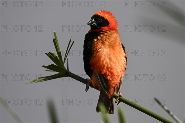 Southern red bishop (Euplectes orix), Irene, Gauteng, South Africa, Africa