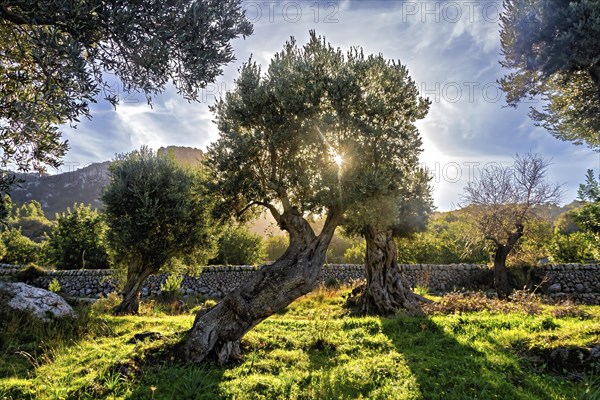 Warm sunset light filters through an olive tree next to a stone wall, Hiking tour from Estellences to Banyalbufar, Mallorca