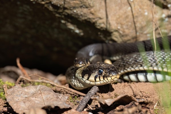 Grass snake (Natrix natrix) by a rock in spring sunshine