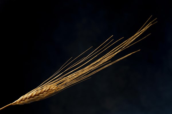 Close-up of an isolated ear of wheat on black background and copy space