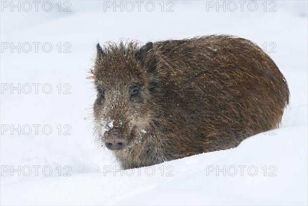 Wild boar, wild boar (Sus scrofa), young boar standing in the snow, Germany, Europe