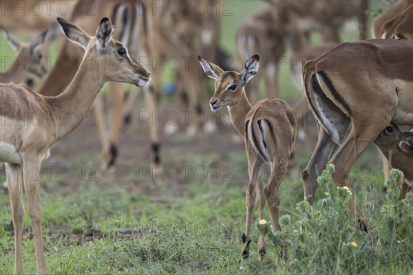 Black Heeler Antelope or Impala (Aepyceros melampus) herd with young, nursery, Madikwe Game Reserve, North West Province, South Africa, RSA, Africa