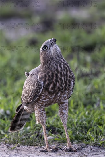 Silver Singing Goshawk, also known as pale chanting goshawk (Melierax canorus) juvenile, Madikwe Game Reserve, North West Province, South Africa, RSA, Africa