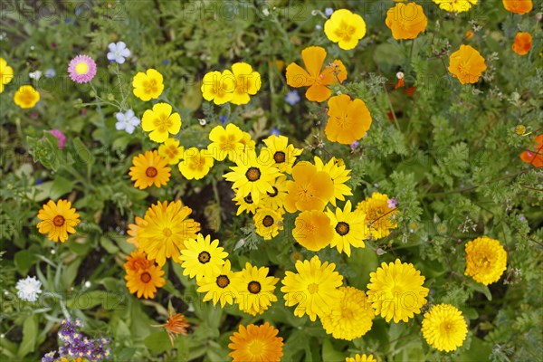 Orange marigold, garden marigold, top view, (Calendula officinalis), Germany, Europe