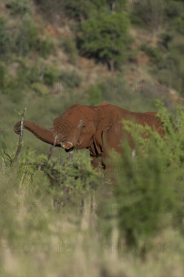 African elephant (Loxodonta africana) Madikwe Game Reserve, North West Province, South Africa, RSA, Africa