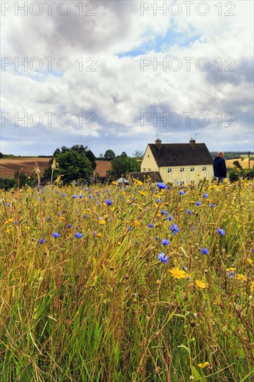 Wildflowers, cornflowers in a meadow, Snowshill, Broadway, Gloucestershire, England, Great Britain