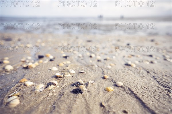 Shells in the wet sand, in the background the mudflats and the horizon, Schillig, Wangerland, North Sea coast, Germany, Europe