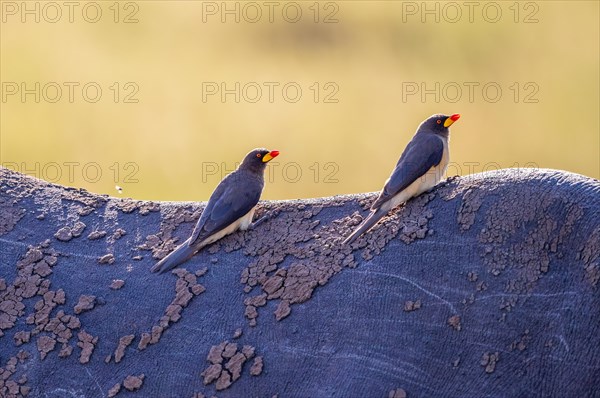 Yellow-billed oxpecker (Buphagus africanus) sitting on the back on a Black rhinoceros (Diceros bicornis), Maasai Mara National Reserve, Kenya, Africa