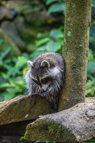 Raccoon in natural environment, close-up, portrait of the animal on Guadeloupe au Parc des Mamelles, in the Caribbean. French Antilles, France, Europe