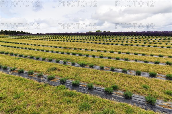 Lavender field on a farm, Cotswolds Lavender, Snowshill, Broadway, Gloucestershire, England, Great Britain