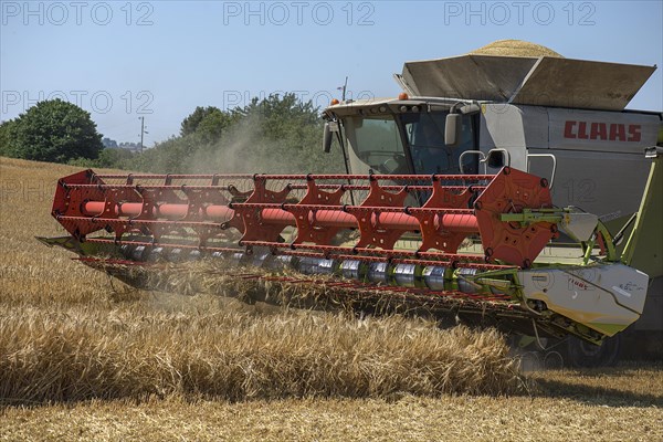 Combine harvester on a barleys (Hordeum vulgare), Mecklenburg-Vorpommern, Germany, Europe