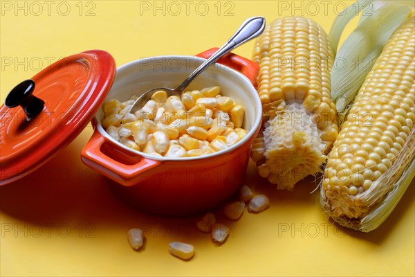 Fresh maize kernels in pots and cobs, corn (Zea mays)