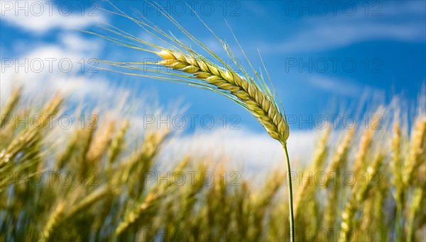 AI generated, A single ear in the cornfield, Barley