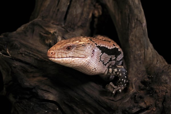 Indonesian blue-tongued skink (Tiliqua gigas), adult, captive, Indonesia, Asia