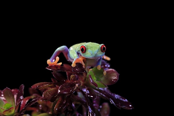 Red-eyed tree frog (Agalychnis callidryas), adult, on aeonium, captive, Central America