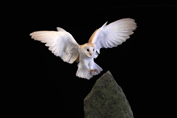 Barn owl, (Tyto alba), adult, flying, landing, on rocks, at night, Lowick, Northumberland, England, Great Britain