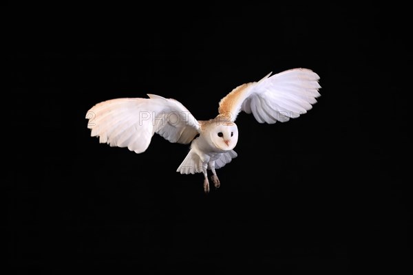 Barn Owl, (Tyto alba), adult, flying, at night, Lowick, Northumberland, England, Great Britain