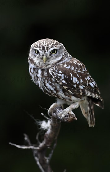 Little owl (Athene noctua), (Tyto alba), adult, perch, Lowick, Northumberland, England, Great Britain