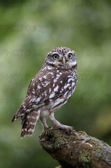 Little owl (Athene noctua), (Tyto alba), adult, on tree trunk, alert, Lowick, Northumberland, England, Great Britain