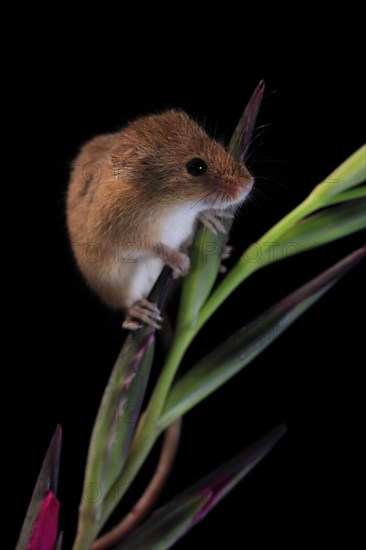 Eurasian harvest mouse (Micromys minutus), adult, on plant stem, flowering, foraging, at night, Scotland, Great Britain