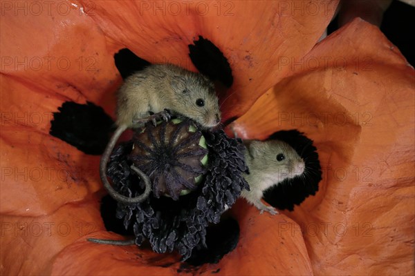 Dwarf mouse, (Micromys minutus), adult, two, pair, on bloom of common poppy, foraging, at night, Scotland, Europe Eurasian harvest mouse, Scotland, Europe Eurasian harvest mouse, two adults on bloom of common poppy searching for food at night, adults, two, couple, couples, pair, pairs, together, togetherness, common poppy, blooming, foraging, at night, nighttime, Europe, horizontal, mouse, mice, rodent, rodents, mammal, mammals, animal, animals, wildlife, wild, Zoology, outside, outdoor, outdoors, colour, colour, Nature