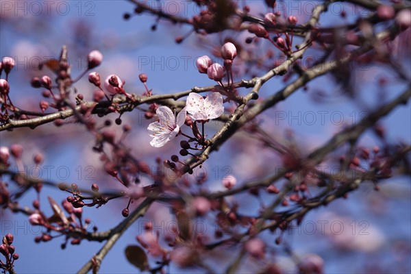 Beautiful blossom of an ornamental cherry, March, Germany, Europe