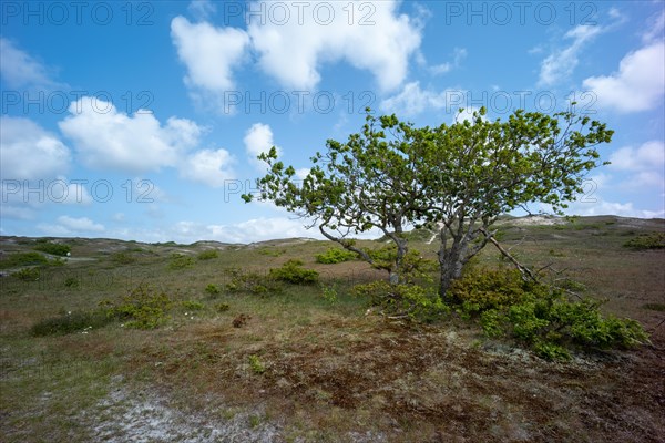 Lone tree in the middle of a dune landscape with blue sky and cloud formations