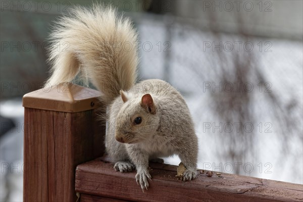 Nature, pale coloured squirrel (Sciurus), Province of Quebec, Canada, North America