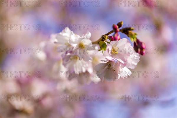 Delicate cherry blossoms in full bloom against a soft, blurred spring background, Prunus serrulata, japanese Cherry