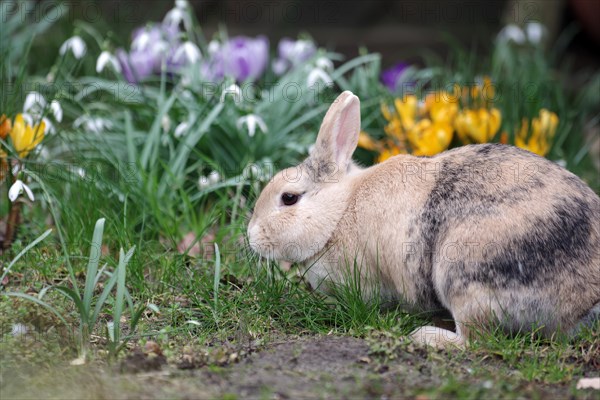 Rabbit (Oryctolagus cuniculus domestica), pet, garden, flowers, spring, Easter, A brown domestic rabbit sits in the garden in front of blooming snowdrops and crocuses