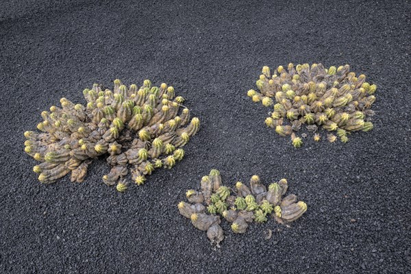 Cacti, Jardin de Cactus, Lanzarote, Canary Islands, Spain, Europe