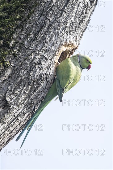 Rose-ringed parakeet (Psittacula krameri), Speyer, Rhineland-Palatinate, Germany, Europe