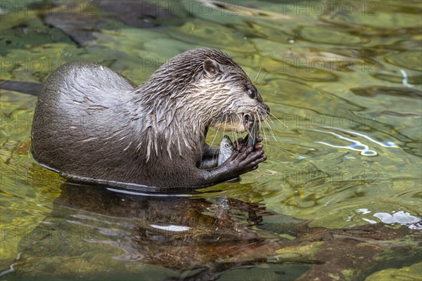 Dwarf otter, Asian oriental small-clawed otter (Aonyx cinerea), Heidelberg Zoo, Baden-Wuerttemberg, Germany, Europe