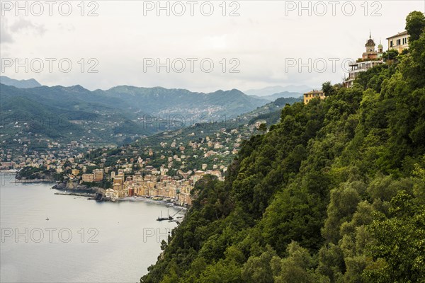 Village with colourful houses by the sea, Camogli, Province of Genoa, Riveria di Levante, Liguria, Italy, Europe